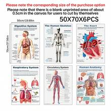 6张无框人体解剖海报套装，涵盖人体生物学、解剖学、科学等主题，适用于高中科学教学、教室装饰、家居墙面装饰、礼品赠送。创意家居墙面装饰，适用于卧室、客厅、厨房、浴室、咖啡厅。帆布墙画，房间装饰海报，家居装饰，房间美学装饰。画框需另购。