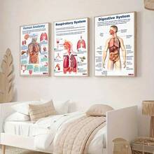 1/3pcs Human Anatomy Poster, Science Posters Optional Frame, Human Biology, 6 Poster, High School Science, Educational Poster, Classroom Decor, Wall Arts ,Wall Art With Frame - Multicolor - View 5
