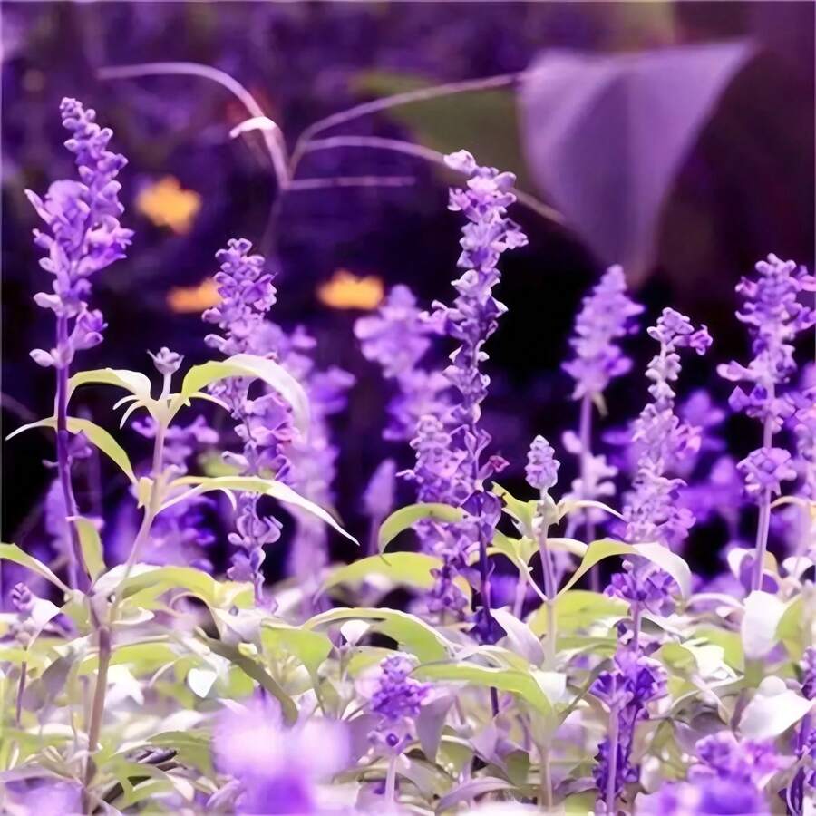 1000 Pieces Of Lavender Grass Seeds For Home Bonsai Planting Growing Herb Seeds For Decorative English Lavender Flowers Attracting Pollinators NonGMO Purple - 種子 - 查看 1