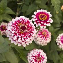 1000pcs Park Seed Chrysanthemum Seeds Hidden Dragon Variety Easy Growth For Spring Planting - Seeds - View 1