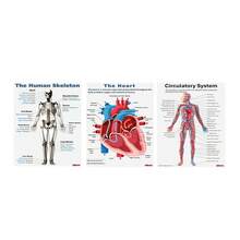 1/3pcs Human Anatomy Poster, Science Posters Optional Frame, Human Biology, 6 Poster, High School Science, Educational Poster, Classroom Decor, Wall Arts ,Wall Art With Frame - Multicolor - View 2