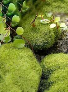 Set de 10/20/30 piezas de piedras artificiales de musgo realistas - Rocas de musgo falso verde vibrante, aptas para jardines de hadas, arreglos florales y manualidades - Regalo ideal para jardineros y entusiastas del DIY