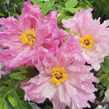 In Philippines  Mixed Peony Flower Seeds 20pcs Flower Seeds Outdoor Plants Real Live Plant For - 1 - View 5