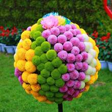 50 piezas de flores de crisantemo ping pong, bonsái para interior y exterior, cultivo para el hogar y el jardín