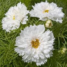 Cosmos Double Click Snow Puff 20 Seeds Cosmos Bipinnatus - 1 - View 9