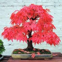 20pcs/ Bag Bonsai Blue Maple Tree Seeds Bonsai Tree Seeds. Rare Japanese Sky Blue Maple Seed. Balcony - Red - View 4