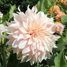 20PCS Mixed-Colors Dahlia Seed Flower Seeds - 1 - View 7