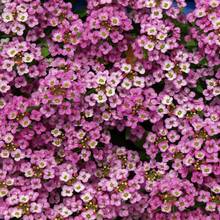 100 Pcs Hanging Susan Seeds In Spring, Four Seasons And Autumn, Indoor Balcony Potted - Orange - View 9