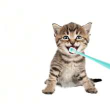 Cepillo de dientes para mascotas de cerdas suaves de color aleatorio, cepillo de dientes de 360° para limpieza dental, aseo de mascotas, productos para mascotas. Cepillo de dientes pequeño para perros y gatos para una limpieza profunda de los dientes.