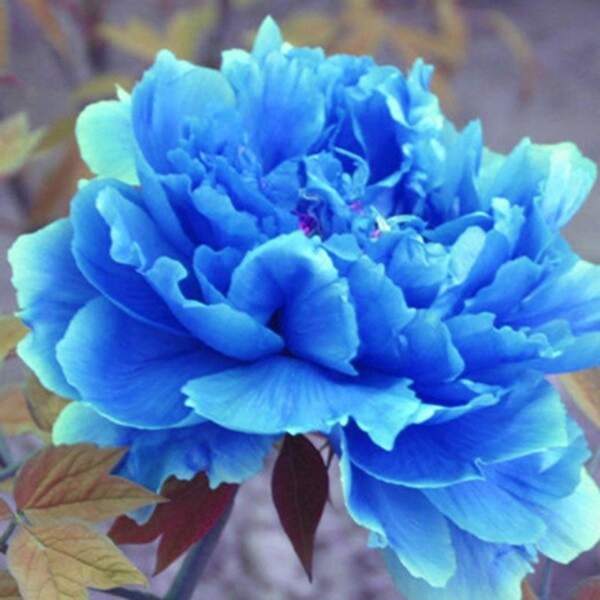 50 pezzi di semi rari e bellissimi di peonia cinese (Paeonia suffruticosa), fiori per bonsai da giardino domestico