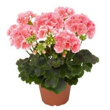 Semillas de Flor de Geranio Crecen Fácilmente Perenne Hermosa Flor en Tu Jardín Interior o Exterior Flores de Follaje Exótico Bonsái - 100 piezas - Ver 4
