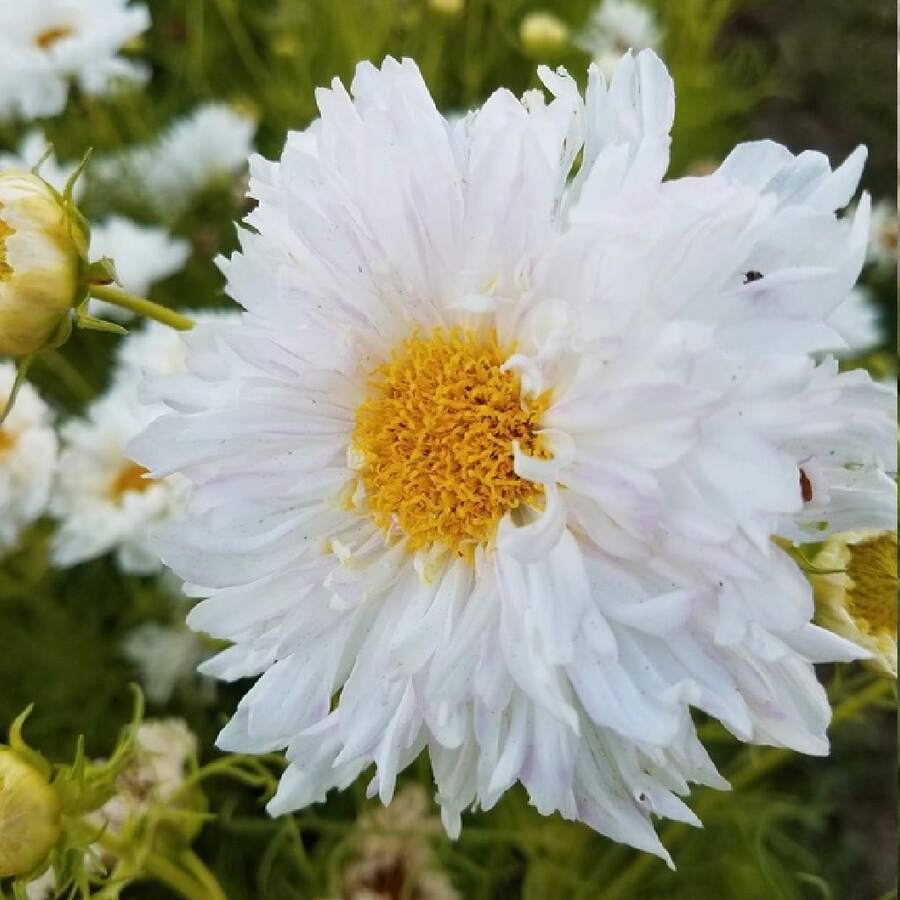 Cosmos Double Click Snow Puff 20 Seeds Cosmos Bipinnatus - 1 - View 1