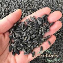 20/Pcs Sunflower Seeds Sun Flower Plant Flower Beautiful Flower Seeds - 1 - View 3