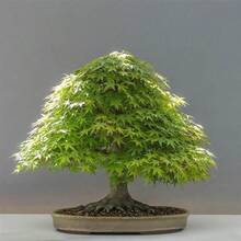 20pcs/ Bag Bonsai Blue Maple Tree Seeds Bonsai Tree Seeds. Rare Japanese Sky Blue Maple Seed. Balcony - Red - View 3