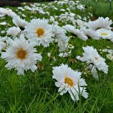Cosmos Double Click Snow Puff 20 Seeds Cosmos Bipinnatus - 1 - View 4