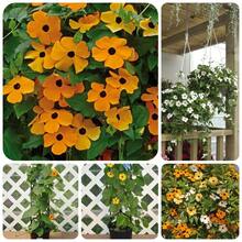 100 Pcs Hanging Susan Seeds In Spring, Four Seasons And Autumn, Indoor Balcony Potted - Orange - View 2