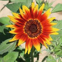 20/Pcs Sunflower Seeds Sun Flower Plant Flower Beautiful Flower Seeds - 1 - View 2