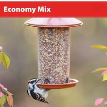 Mezcla económica de semillas para alimentar aves silvestres, 20 libras en bolsa seca - 20 libras + 1 - Ver 3