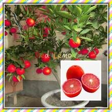 20 Pcs/Pack Red Color Lemon Seeds Drawf Tree Bonsai Organic Fruit Seed Home Garden Plants - 1 - View 1