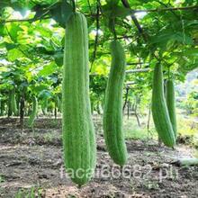 Semillas de Patola Suave 20PCs Semillas de Variedad Suave de Luffa Hogar y Jardin Falda Rosa Bufanda Madre e Hija Estropajos Naturales para Baño o Cocina de Cultivo en Enredaderas - PATOLA SUAVE - Ver 6