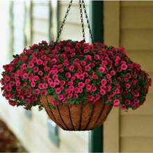1000pcs Calibrachoa Flower Seeds For Planting - 1 - View 2