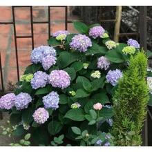 200pcs Hydrangea Seeds Are Easy To Grow Outdoor Flowers And Plant Seeds - 200 - View 2