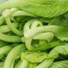 Mustard Leaves Mustasa Seeds, Vegetable Seeds [High Planting Rate] - 1pack - View 4