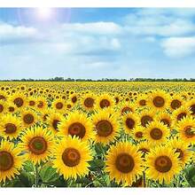 200 Giant Sunflower Seeds - Giant Graystripe Seeds - Attracts Bees And Butterflies