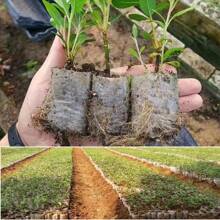 10/50/100Pcs Nursery Bag Plant Grow Bags Non-Woven Fabric Seeds To Sow Flower Pots For Home Garden Accessories Tools