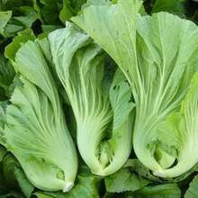 Mustard Leaves Mustasa Seeds, Vegetable Seeds [High Planting Rate] - 1pack - View 9