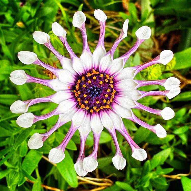 Flower Seeds - 152 - View 3