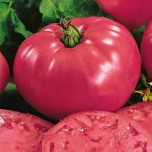300 piezas de semillas de tomates gigantes sin tamaño, vegetales rosa frambuesa - 300 piezas - Ver 4