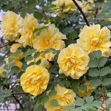 300 kostbare gelbe Samen - Dornenrosen, Rosensamen, einfach zu züchten und zu pflegen, geeignet für Familien, geeignet für Außenbalkone, Topfpflanzen und Gärten