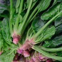 Semi di spinaci re estivi super resistenti al calore con alto tasso di germinazione per giardinaggio domestico, semi primaverili ad alto rendimento per verdure estive e autunnali da coltivare nelle quattro stagioni, semi di ravanelli estivi
