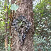 1pc Rustic Resin Green Man Sculpture - Outdoor Tree Spirit Beard Angel Wall Hanging Decor For Garden & Home, Thanksgiving & Christmas Special Gift For Mom, No Power Needed