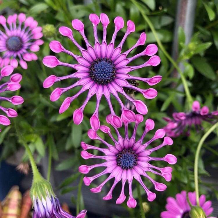 Flower Seeds - 152 - View 2