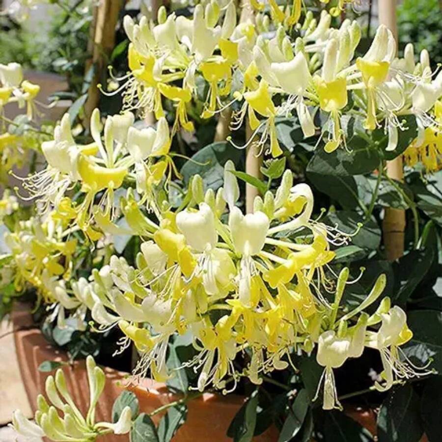 250 Honeysuckle Flower Seeds For Planting - 250Pcs - View 1