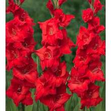 Seeds 2 Gladiolus Flower B-Ulbs F8001-369 - Variant1 - View 2