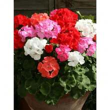 138 piezas de semillas de geranio para jardinería en casa paquete 138 semillas de geranio variedades para macetas jardineras balcones floracion abundante resistente facil cultivacion alta germinacion guia de cuidado incluida ideal para jardineros principiantes y proyectos de paisajismo urbano - 138 - Ver 3