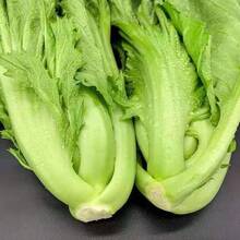 Mustard Leaves Mustasa Seeds, Vegetable Seeds [High Planting Rate] - 1pack - View 3