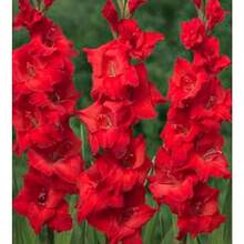 Seeds 2 Gladiolus Flower B-Ulbs F8001-369 - Variant1 - View 1