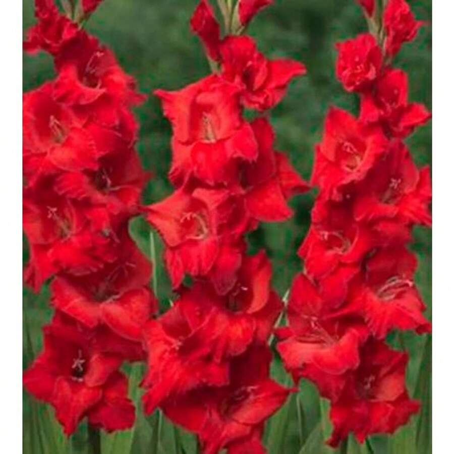 Seeds 2 Gladiolus Flower B-Ulbs F8001-369 - Variant1 - View 1