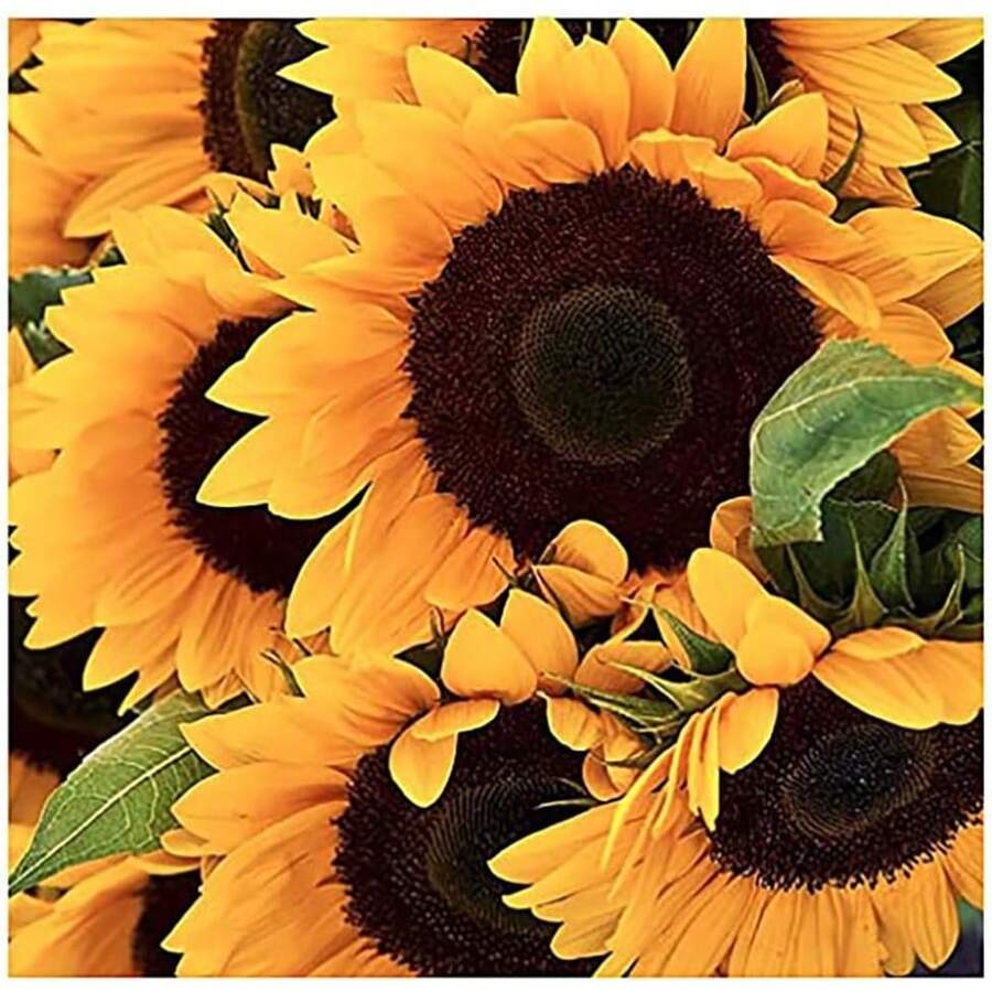 200 Giant Sunflower Seeds - Giant Graystripe Seeds - Attracts Bees And Butterflies