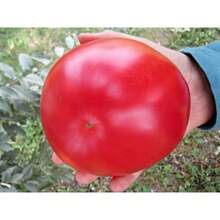 300 piezas de semillas de tomates gigantes sin tamaño, vegetales rosa frambuesa - 300 piezas - Ver 2