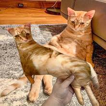 1-Piece Hot Ugly Cat/Dog Weird Pillow | Customized 3D Shape Pillow For Pets | Personalized Pet Pillow In Photos | Lost Pet Commemorative Gift | Pet Enthusiast Gift,Machine Washable, Digital Printing - Upload Pictures to Customize Pillows - View 5