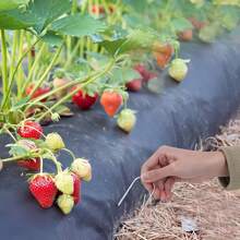 1 Set Of 10/20/30/50 Pcs Heavy Duty U-Shaped Iron Garden Stakes, Suitable For Greenhouse, Tent, Lawn, Barrier, Plastic Board, Irrigation Pipe, Lawn