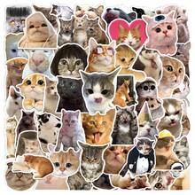 50pcs Realistic Cute Kitten Expression Sticker Set, Creative Decor For Water Bottles, Notebooks, Waterproof & Non Repeating PVC Stickers,School Supplies,Back To School - Multicolor - View 1
