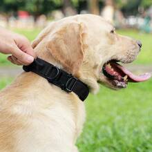 CP407 可调节战术狗项圈，适用于中大型犬 - 耐用尼龙，配有金属扣、D 形环和控制手柄 - 鲜艳的色彩，防爆，适合训练和散步 - 适合狗主人 - 非常适合户外活动和训练