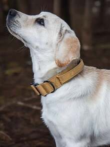 CP407 可调节战术狗项圈，适用于中大型犬 - 耐用尼龙，配有金属扣、D 形环和控制手柄 - 鲜艳的色彩，防爆，适合训练和散步 - 适合狗主人 - 非常适合户外活动和训练