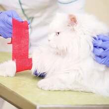 弹性自粘宠物绷带，用于保护狗和猫的膝盖/爪子，防止外出时弄脏和擦伤，宠物缠绕胶带